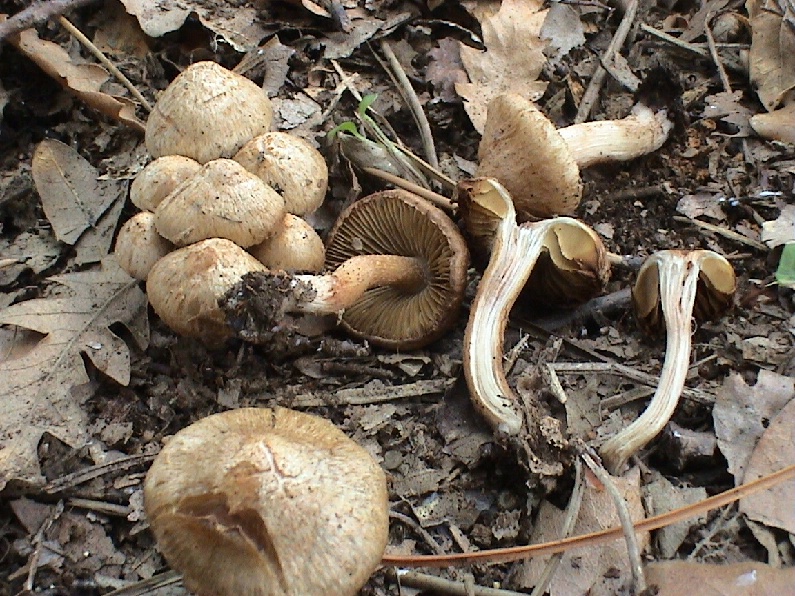 Vari funghi primaverili
